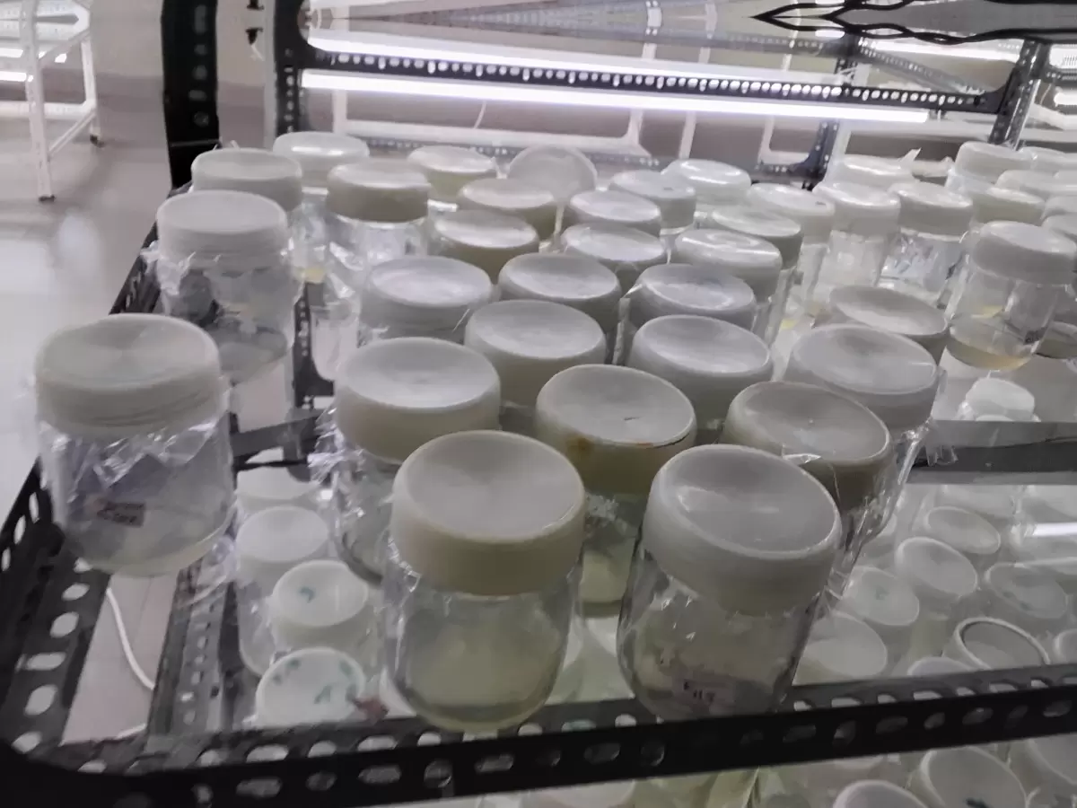 Tissue Culture Lab - Image 2